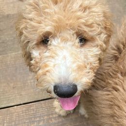 Snickerdoodle - Goldendoodle puppy from Golden Pine Designer Doodles