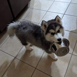 Siberian Husky Puppies from Funky Farm AKC Siberian Huskies Kennel