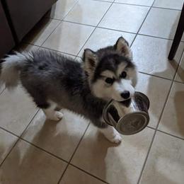 Siberian Husky Puppies from Funky Farm AKC Siberian Huskies Kennel