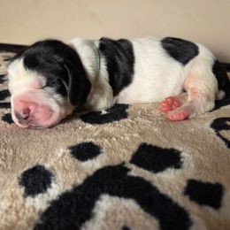 Raquel - Black brown and white female Basset Hound puppy in Denison, Texas from Emma Lou's Baby Bassets