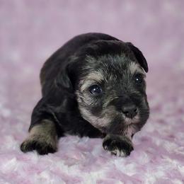 Pepper - Salt and pepper female Miniature Schnauzer puppy in Ely, Nevada from Great Basin Miniature Schnauzers