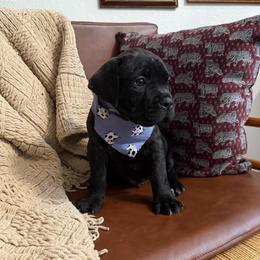 Diesel - Black brindle male Cane Corso puppy in Utah from 3Lake Kennelz