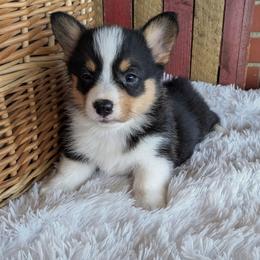 Beatrice - Black and tan female American Corgi puppy in Shawnee, Oklahoma from Sunray Ranch