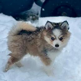 Hector - Silver and white male Pomsky puppy in Michigan from Blue Water Pomskies