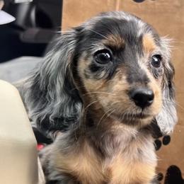 Dachshund Puppies from Barkvenger Dachshunds