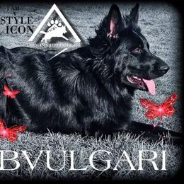 Bugz - German Shepherd