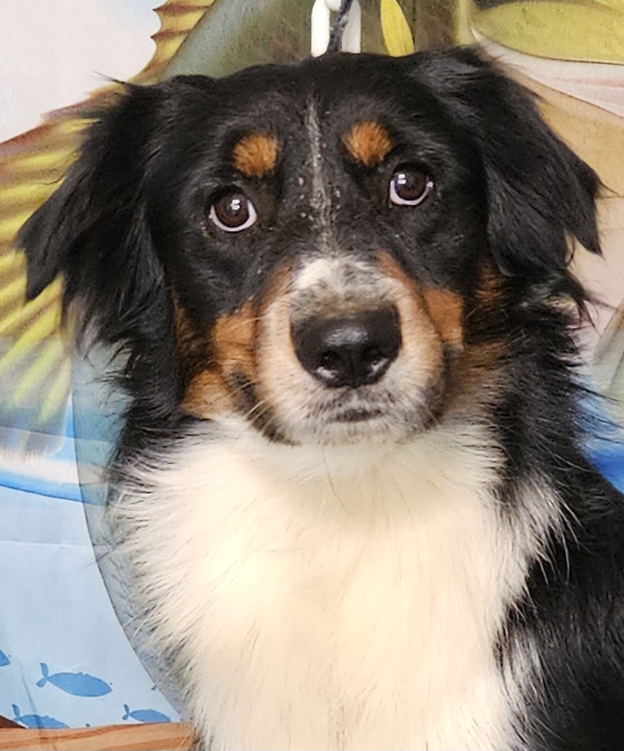 Groot (BTM1) - Black Miniature Australian Shepherd puppy in Smiths Station, Alabama from Double T Mini Aussies
