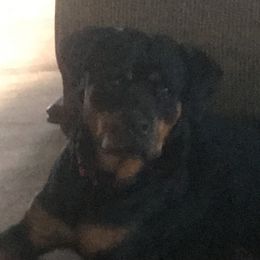 Rottweilers from Von Witkamp Rottweilers