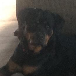 Rottweilers from Von Witkamp Rottweilers