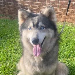 Alue - Siberian Husky
