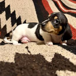 Girl 1 - Piebald female Dachshund puppy in Woodlake, California from Wild West Weenies