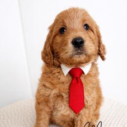 Mason - Red  male Goldendoodle puppy in Amery, Wisconsin from Cornerstone Retrievers