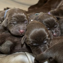 Labrador Retriever Puppies from Northrop Farm