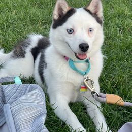 Jojo - Pomsky