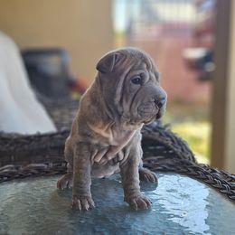 Chinese Shar-Pei Puppies from Cashmerewrinkles