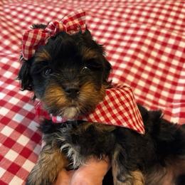 Pitter - Phantom female Maltipoo puppy in Springtown, Texas from Bluebonnett Maltipoos and Cavapoos