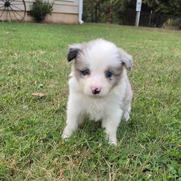 Trixie - Blue merle female Border Collie puppy in Ripley, Oklahoma from Adventure5 Border Collies