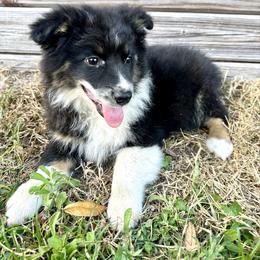 Oakley - Black tri male Miniature Australian Shepherd puppy in Saint Cloud, Florida from Dirty Paws