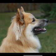 Icelandic Sheepdog All Grown Up from Tri-Star Icelandics
