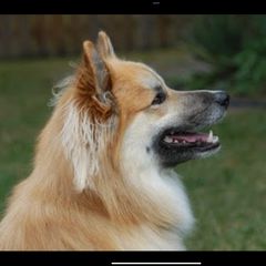 Icelandic Sheepdog All Grown Up from Tri-Star Icelandics