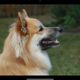 Icelandic Sheepdog All Grown Up from Tri-Star Icelandics