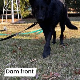 Leila - German Shepherd