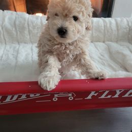 Girl 2 - Assorted Doodle Crosses puppy from Mini Doodle Dandies