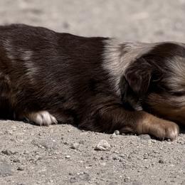 Klaus - Red merle male Toy Australian Shepherd puppy in Bogata, Texas from Maple Creek Run