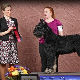 Australian Shepherds and Giant Schnauzers from Northern Lights Working Dogs