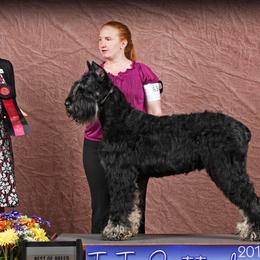 Australian Shepherds and Giant Schnauzers from Northern Lights Working Dogs