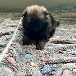 Chase - Red sable male Pomeranian puppy in Hilo, Hawaii from Jonna's Poms