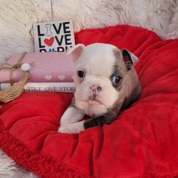 F1 - Blue female Boston Terrier puppy in Wilson, North Carolina from Chrysco Boston Terriers