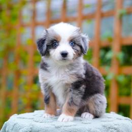 Nico - Blue merle male Bernedoodle puppy in Spokane, Washington from Lilac City Doodles