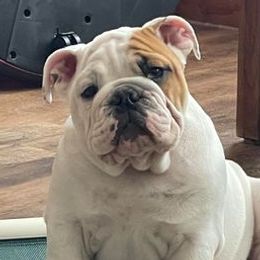 Bulldogs and French Bulldogs from LaBonte Bulldogs