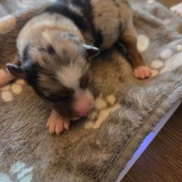 Skipper - Blue merle male Miniature Australian Shepherd puppy in Boring, Oregon from Tails and No Tails Salty Aussie Farms