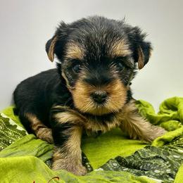 Taka - Black and tan female Yorkshire Terrier puppy in Rio, Illinois from Sunny Sky Yorkies