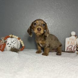 Sophie - Dapple female Dachshund puppy in Tahlequah, Oklahoma from Quick Little Dachshunds