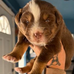 Girl 4 - Red tri-color female Australian Shepherd puppy in Lubbock, Texas from REKN’ Kennel Aussies