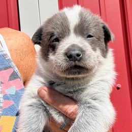 Boy 1 - Blue male Australian Cattle Dog puppy in Morton, Mississippi from Heart K Kennels