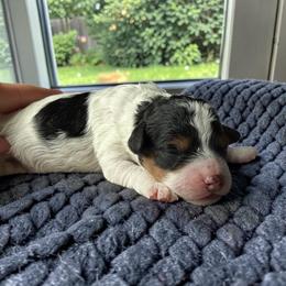 Athena - Black and white female Cavapoo puppy in Tucson, Arizona from Adored Poodle & Doodles