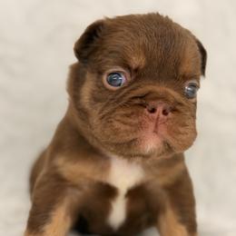 Purple collar Isabella - Liver female French Bulldog puppy in Jefferson City, Missouri from Central Frenchie Haven
