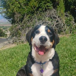 Blue Boy - Black, white and red male Greater Swiss Mountain Dog puppy in Salinas, California from SKYLINE SWISSYS