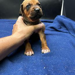 Boy 2 (Black) - Rd whtn blk nose male Rhodesian Ridgeback puppy in Ocala, Florida from DogWood Kennels
