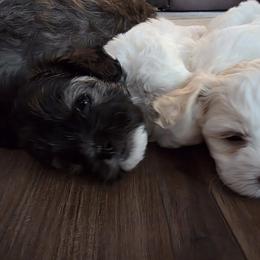 Havanese, Havapoo, and Poodle Puppies from Parlor Pups