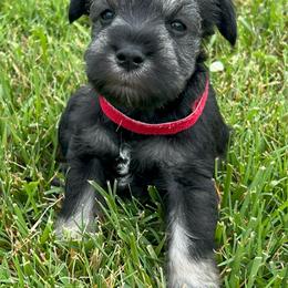 Girl 2 red collar - Salt and pepper female Miniature Schnauzer puppy in Woodburn, Kentucky from Southern Kentucky Schnauzers