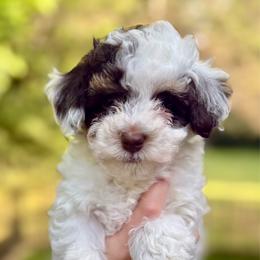 Pancake - Tri-color male Bernedoodle puppy in Fayetteville, Arkansas from Huckleberry Bernedoodles