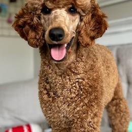 Bernedoodle, Cavapoo, and Poodle Puppies from Positively Doodles