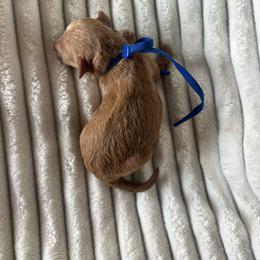 AKC Blue Collar - Red  male Poodle puppy in Powder Springs, Georgia from West Cobb Dogs