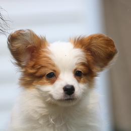 Girl 1 - Sable Papillon puppy in Jackson, Michigan from EJM Papillons