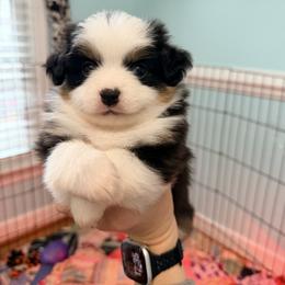 Penny - Black tri female Miniature Australian Shepherd puppy in Midlothian, Virginia from Scearce breeders